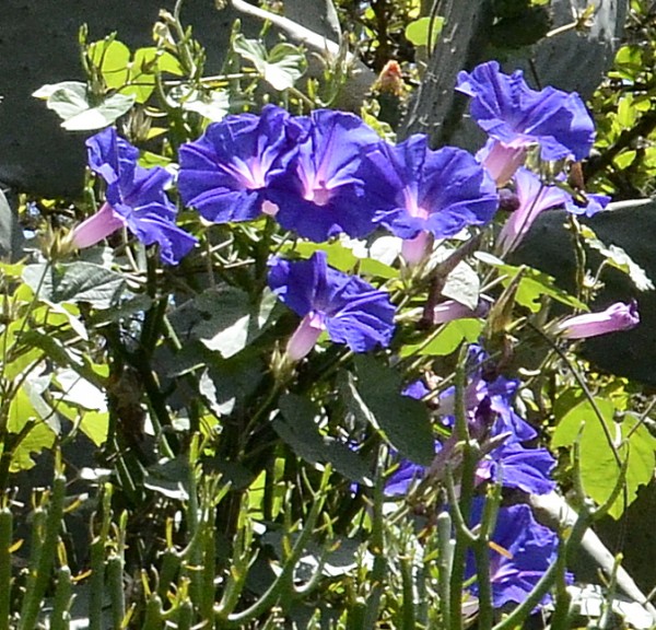 Foto 5/Campanilla azul.