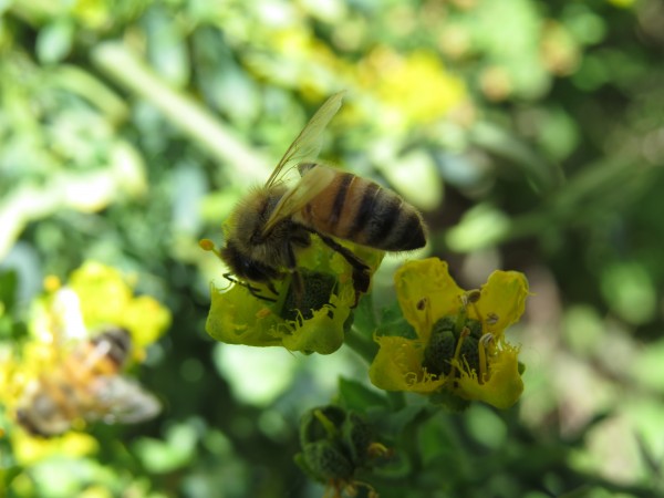 Foto 2/` Libando en las flores `