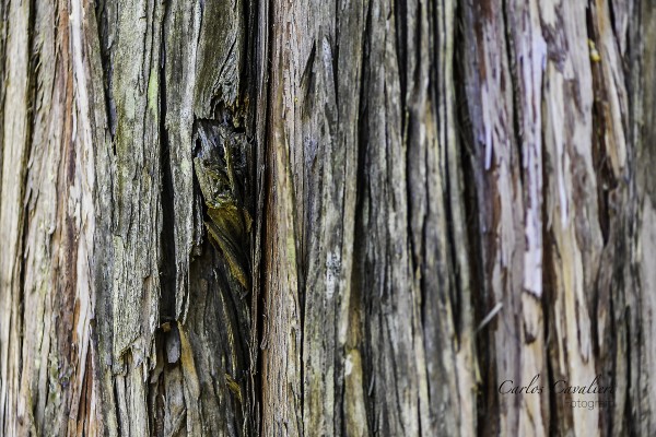 Foto 4/`Con el alma de madera`