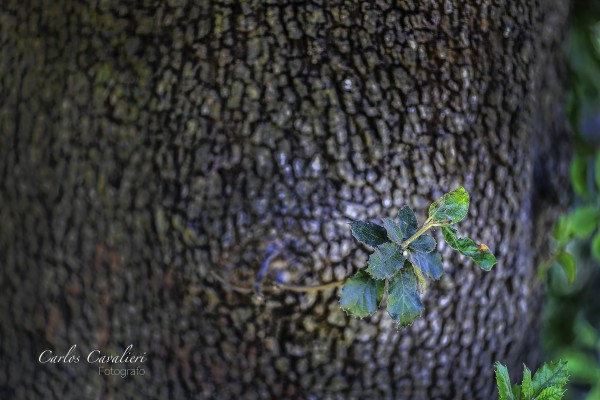 Foto 5/`Con el alma de madera`