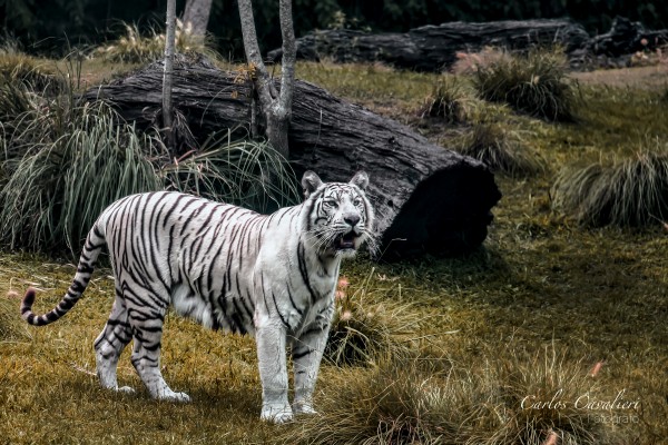 Foto 3/Por el zoo de la ciudad