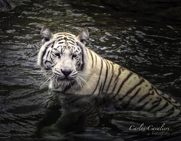 Foto 5/Por el zoo de la ciudad