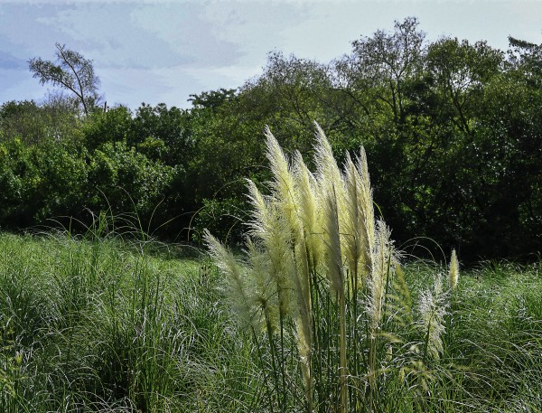 Foto 5/`El central Parck`