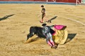 Tarde de toros