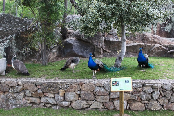 Foto 3/Parque de los Pinos, Plasencia