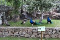 Parque de los Pinos, Plasencia