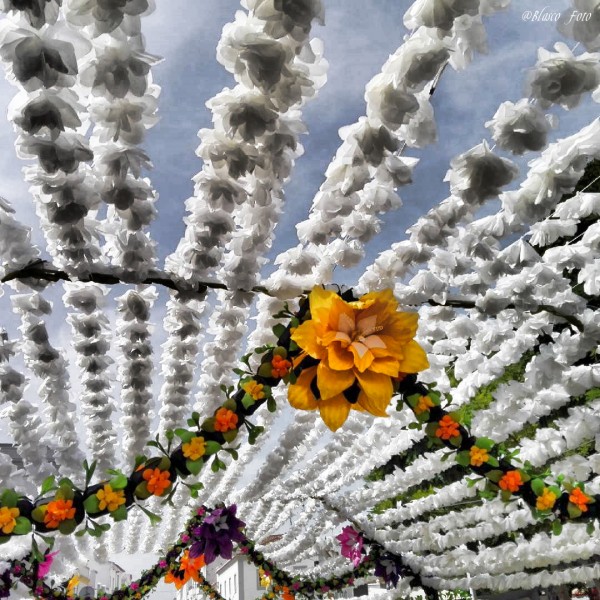 Foto 4/Flores de papel, Campo Maior (Portugal)