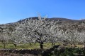 Cerezo en flor, Valle del Jerte