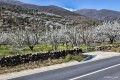 Cerezo en flor, Valle del Jerte