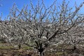 Cerezo en flor, Valle del Jerte