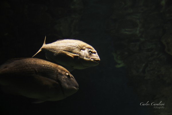 Foto 4/En el acuario