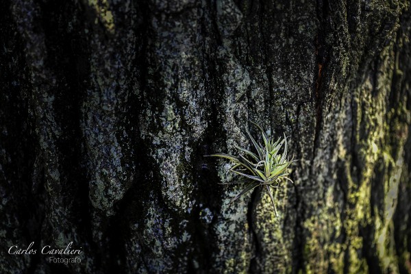 Foto 1/La vida vegetal