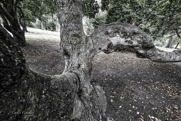 Foto 4/La vida vegetal