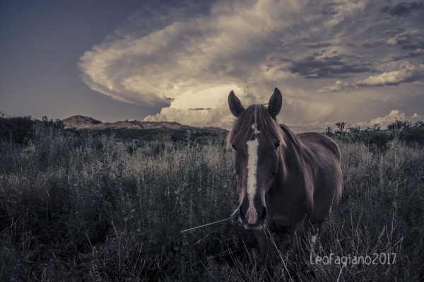 Foto 1/Caballos