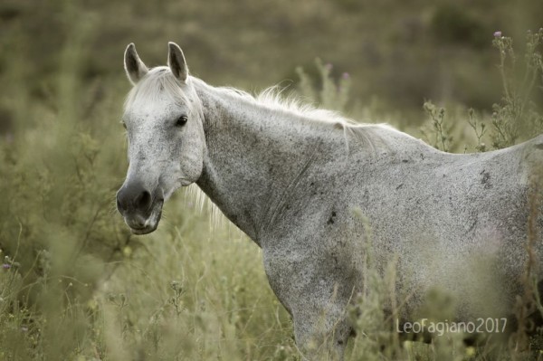 Foto 3/Caballos