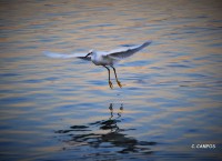 La danza de las garzas`