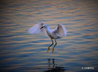 La danza de las garzas`