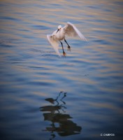 La danza de las garzas`