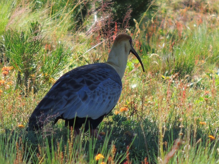 Foto 1/Aves.