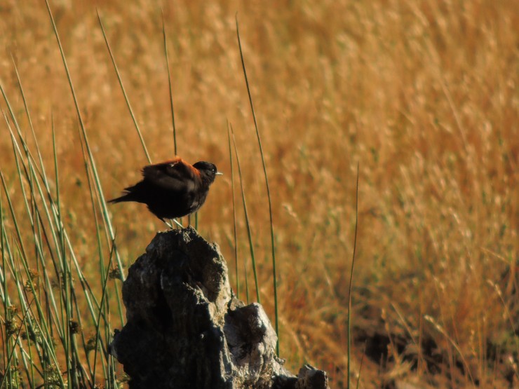 Foto 3/Aves.