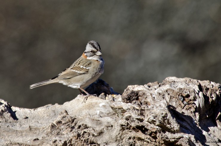 Foto 5/Aves