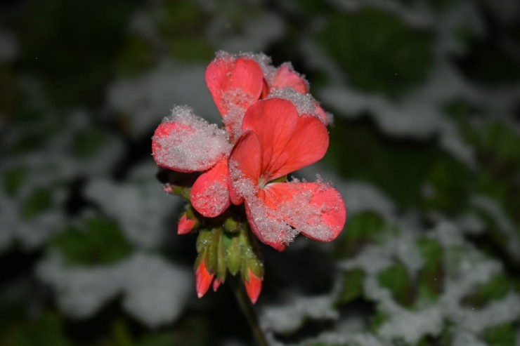 Foto 1/Flor nevada