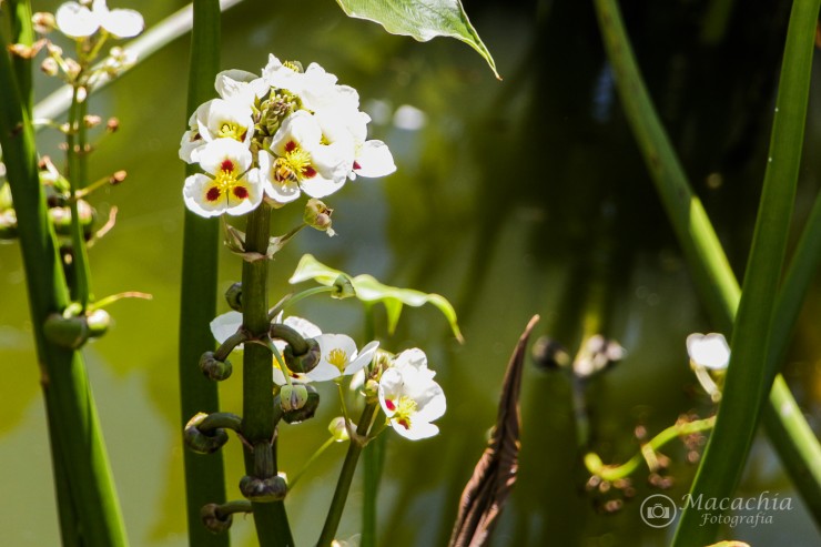 Foto 4/`La simple belleza de lo silvestre`