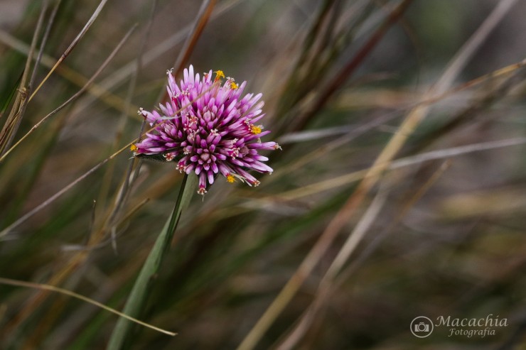 Foto 5/`La simple belleza de lo silvestre`