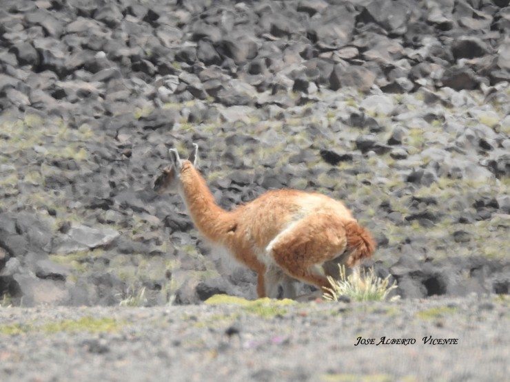 Foto 1/el bao de los guanacos