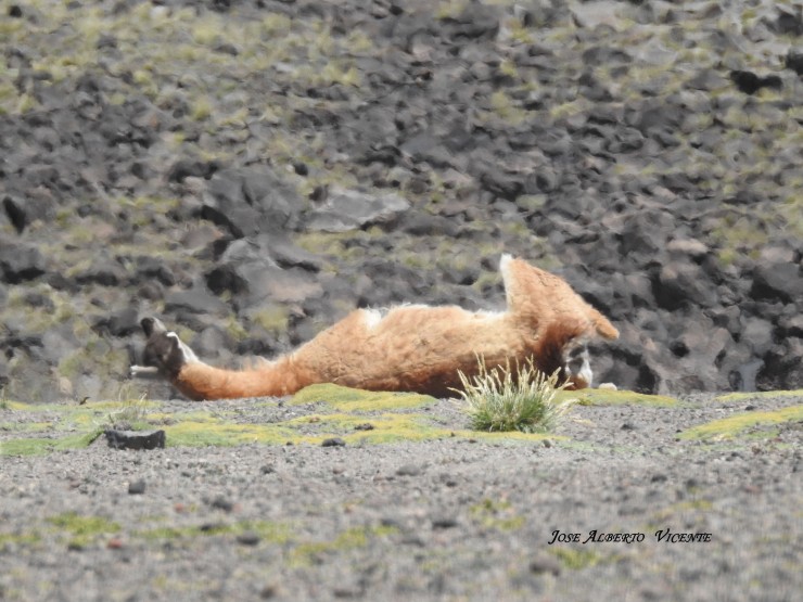 Foto 3/el bao de los guanacos