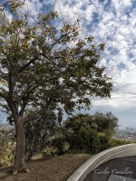 Observatorio de California