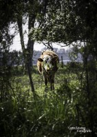 La vida de campo