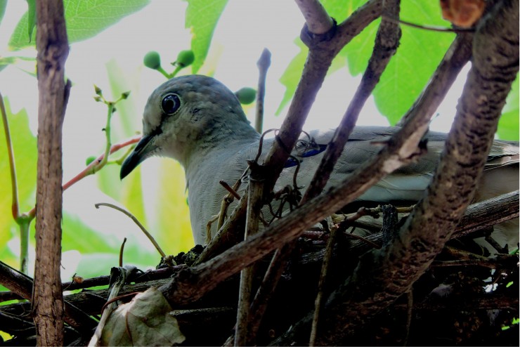 Foto 1/Protegiendo a los pichones