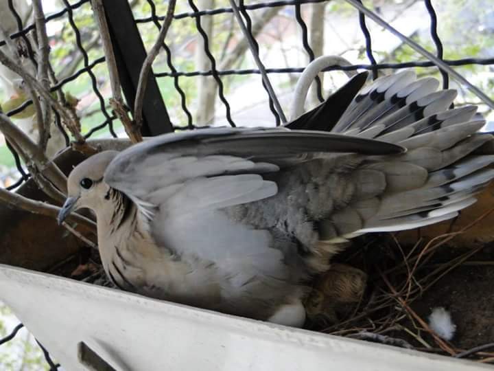 Foto 2/Nacieron en casa