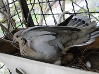 Nacieron en casa