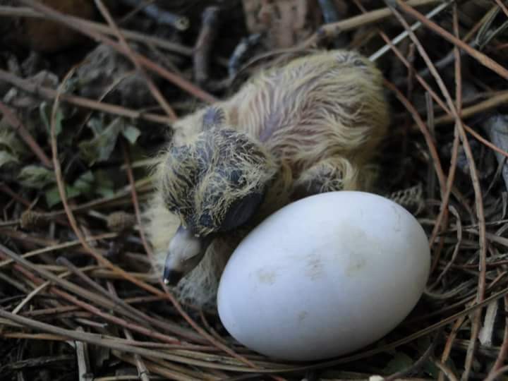 Foto 3/Nacieron en casa