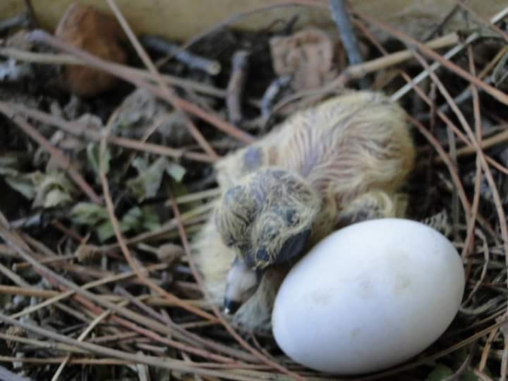 Foto 4/Nacieron en casa