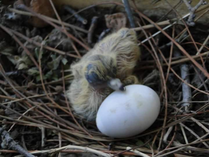 Foto 5/Nacieron en casa