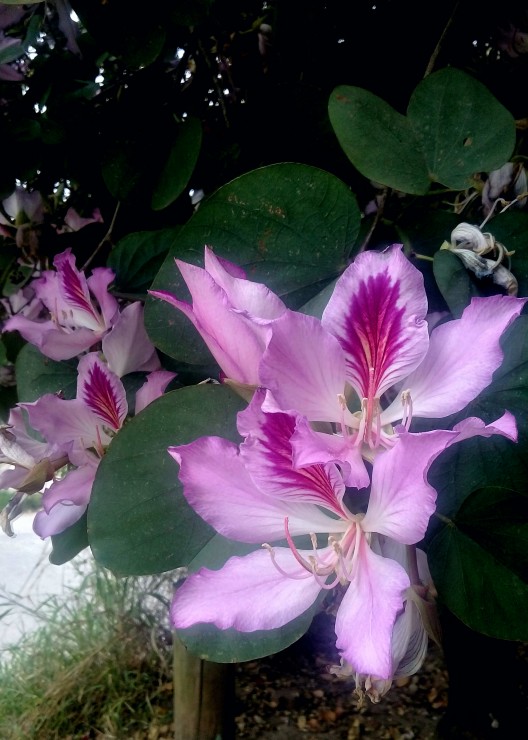 Foto 5/Formosa 12/09/18 vsperas de la primavera