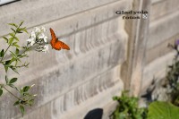 danzando en primavera