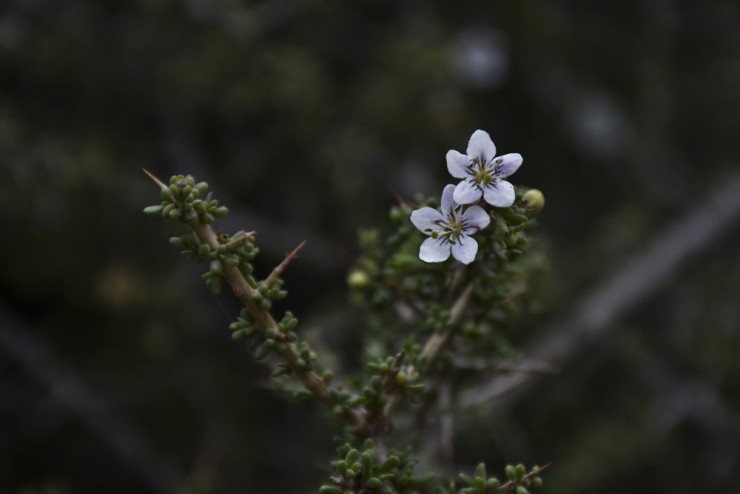 Foto 1/Incipiente primavera