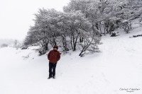 Un Fro Bosque Nevado