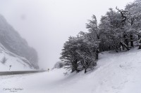 Un Fro Bosque Nevado