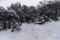 Un Fro Bosque Nevado