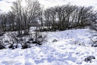 Un Fro Bosque Nevado