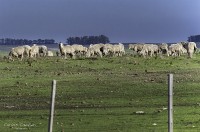 Uruguay sus rutas y sus campos