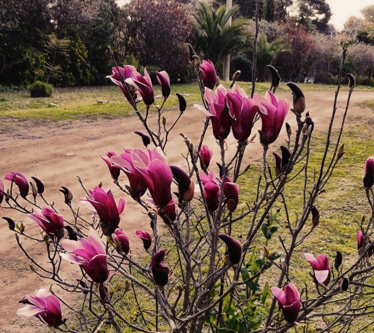 Foto 2/Flores de mi jardin