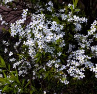 Flores de mi jardin