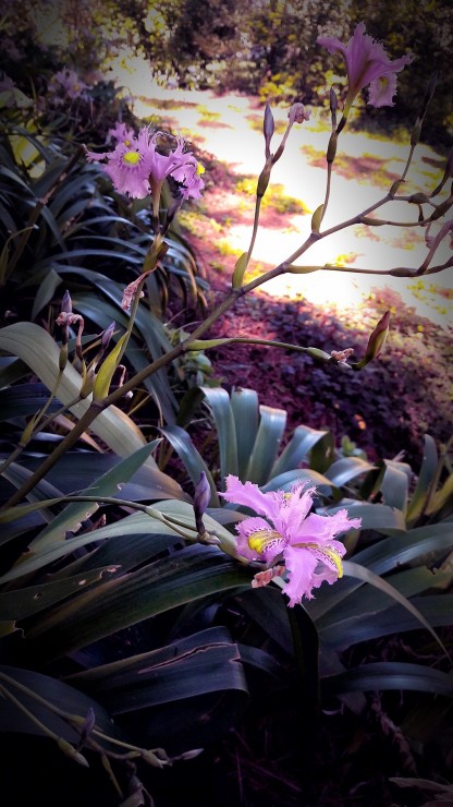 Foto 4/Flores de mi jardin