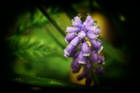 Flores de mi jardin